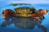 Why Crab Baskets Don’t Have a Lid?