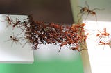 Building an Ant bridge for Western Australia