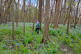 Woman with backpack walks amid field of bluebells in wooded area.