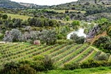 Les vins du Languedoc