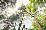 Person sitting on a bench under a group of tall towering green pine trees with the sunlight filtering through the trees.