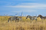 Nairobi: Where Kenyan Safari Adventures Meet City Thrills.