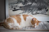 cat sleeping on print of sacred buddhist text, the heart sutra