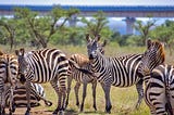 Advice for ensuring your safety while traveling in Tanzania