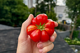 A hand holding a bright red tomato that has many dimples and is rather delightful looking.