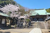 Japan: Cherry Blossom Trees and a Warm Spring Breeze