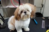 Convenient Mobile Pet Grooming Services For Senior Dogs