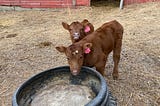 Two brown baby cows look up to the camera.