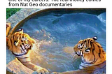 20 Tiger Memes to Turn Your International Tiger Day Into a Laugh Safari