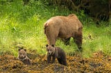 No Place for Grizzly Bear Hunt: Ethics and Emotions Informed by Science