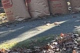 Bags of leaves ready to be hauled away to the recycling center.