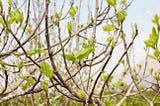 Small, budding leaves on the branches of a fig tree.