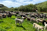 Firefighting Goats Deployed at TomKat Ranch