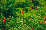 Bird’s Eye Chili Plants — ADF