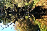 Cosumnes River Preserve