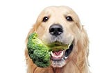 Can Dogs Eat Broccoli ? is broccoli good for dogs