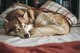 How Often Should you Groom your Husky at home?+ Easy Tips