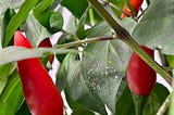 Chilli Heat.