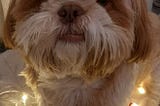 Ao meu cãozinho