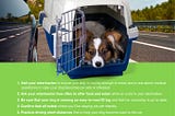 Tips for traveling on vacation with your pet