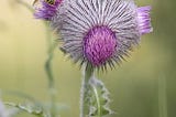 Photo of Cirsium edule blossom with pollinator, by Rod Gilbert.