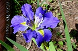 How to Care for Japanese Iris