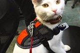 What Is an Emotional Support Animal (ESA), and Why Do They Matter?