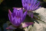 Meet Your Botanical Allies: Blue Lotus