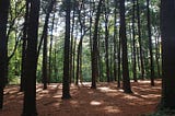 Greener Horizons: NYC’s First-Ever Urban Forest Plan Takes Root!
