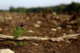 Laying Down Roots in Rocky Topsoil