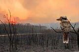 The Human Crisis Is Earth’s Crisis, image of an Australian Kookuburra observing a burnt landscape, article by Greg Twemlow