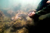 Hammerhead Shark Nursery Discovered in Galapagos