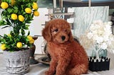 Toy Poodle yavrusu ve toy poodle fiyatları