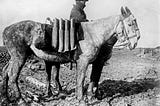 Animals in War and Conflict: Heroines of Battle front