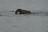 can zebras swim