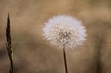 A photo of a lone dandelion in a field.