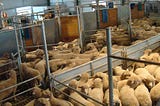 Evo Livestock Memungkinkan Industri Sektor Peternakan Memanfaatkan Digitalisasi