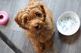 Healthy Snack Do’s and Don’ts for your Dog