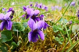 Violets