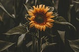 I don’t want to be a rose anymore