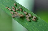 Aphids gathered on a plant leaf