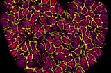 Stunning image of heart-shaped cancer cells wins science photography prize