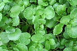 Kale is dead. Long live watercress