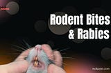 Rodents Bites and Rabies — Quora