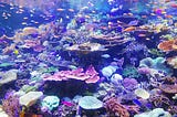 Let’s Thank Coral Reefs