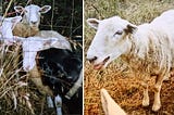 A Rottweiler dog standing in tall grass with sheep