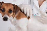 Vaccine Side Effects In Pets