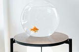 I’m Your Kid’s Pet Fish And Frankly I Can’t Believe I’m Still Alive, Either