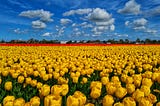 Stunning fields of yellow tulips.