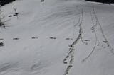 Indian Army claims to have sighted footprints of the Snowman